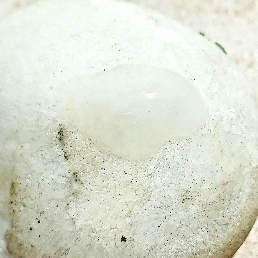 Plant-EGF Peptide + HA: Anti-Aging Hydrate & Rejuvenate Serum - Ataliene Skincare Private Label